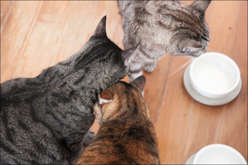 cats0518-11.jpg
