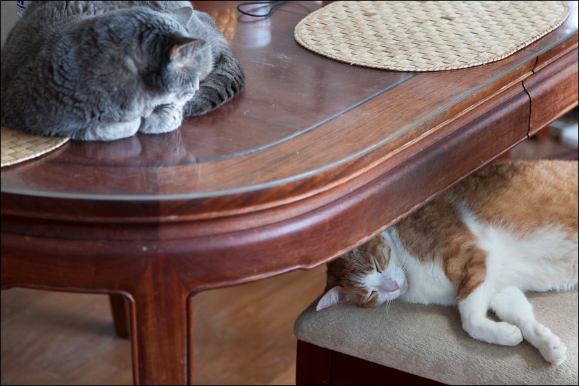 cats0518-13.jpg