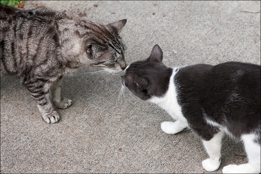 cats0518-14.jpg