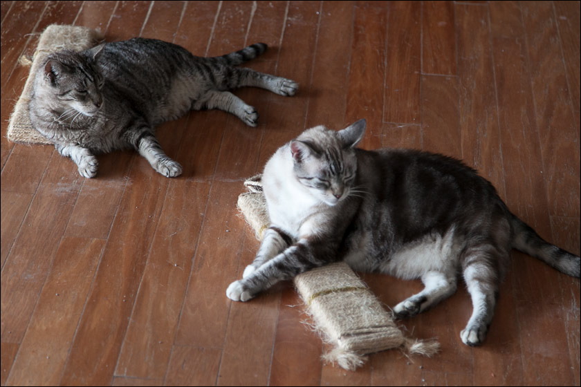 cats0518-15.jpg