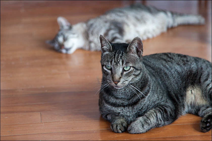 cats0518-16.jpg