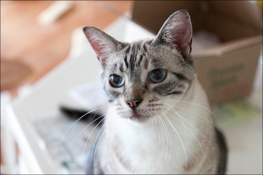 cats0518-2.jpg