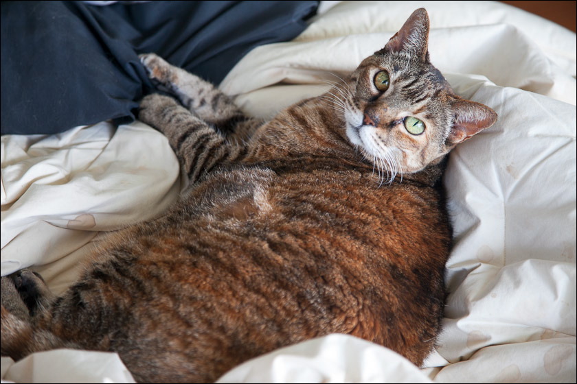 cats0518-3.jpg