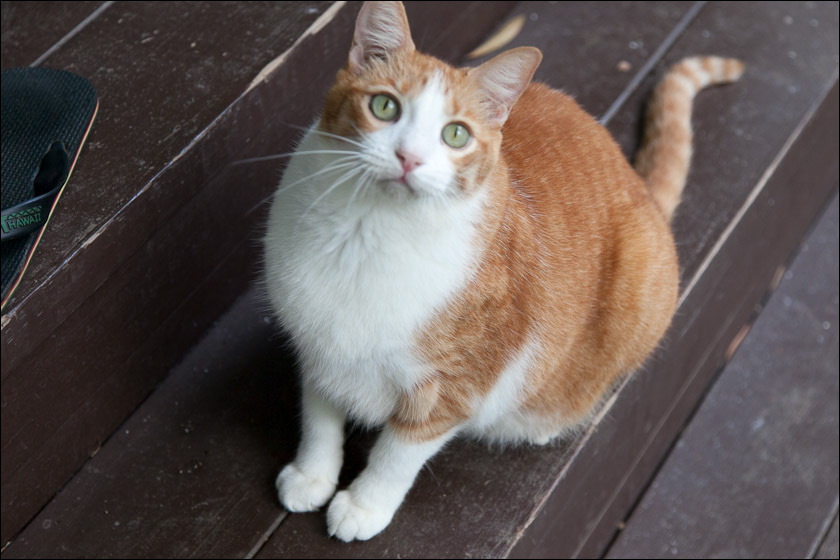 cats0518-5.jpg