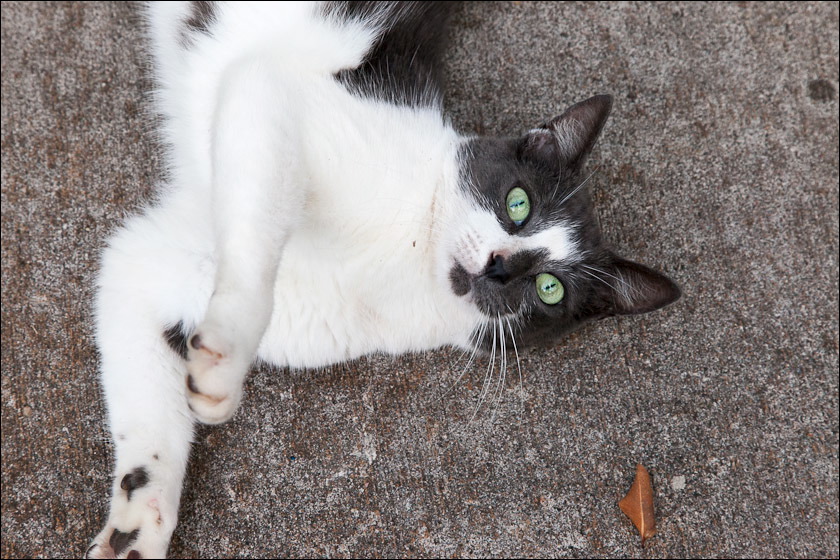 cats0518-6.jpg