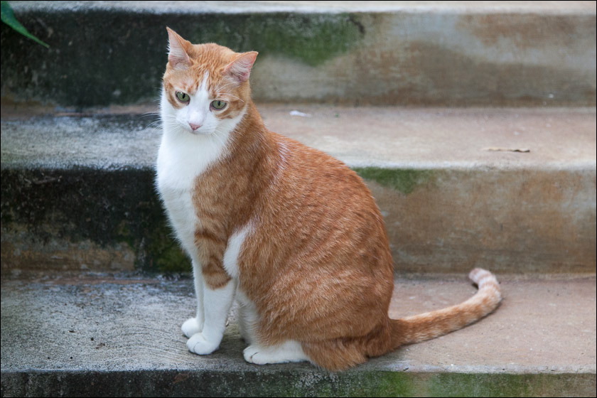 cats0518-7.jpg