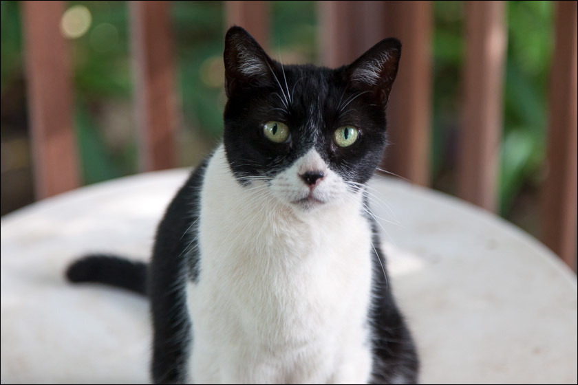 cats0518-8.jpg