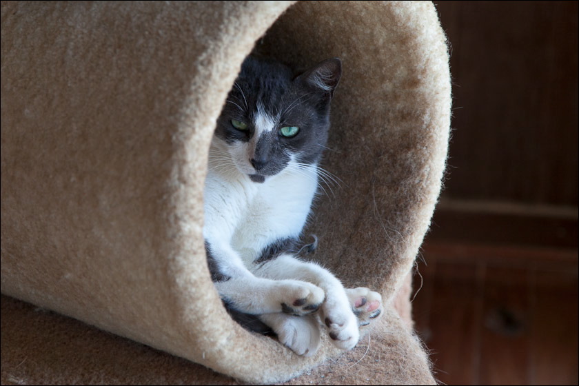 cats0518-9.jpg