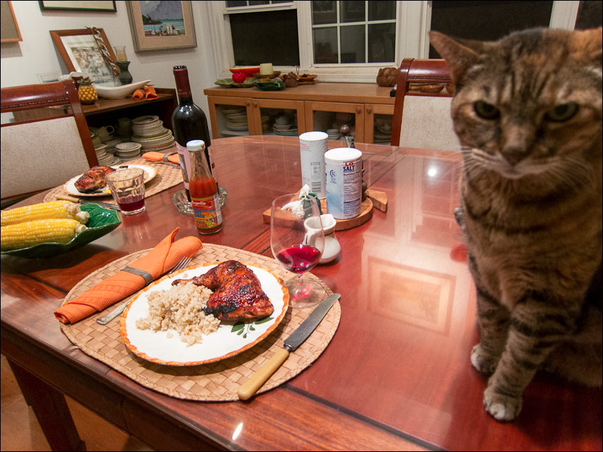 cats0817-4.jpg