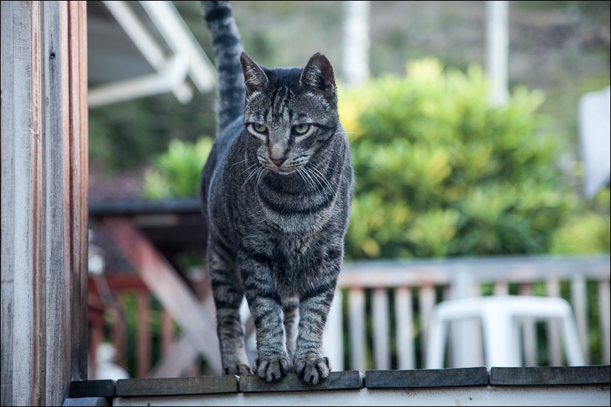 Mr. Romeo
