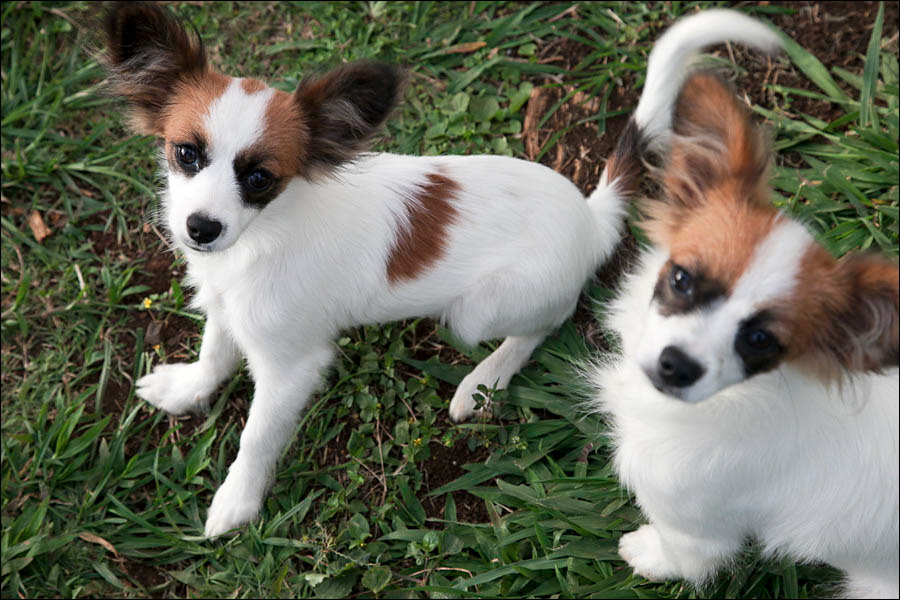 Scarlet and Buddy