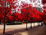 atlanta_leaves2