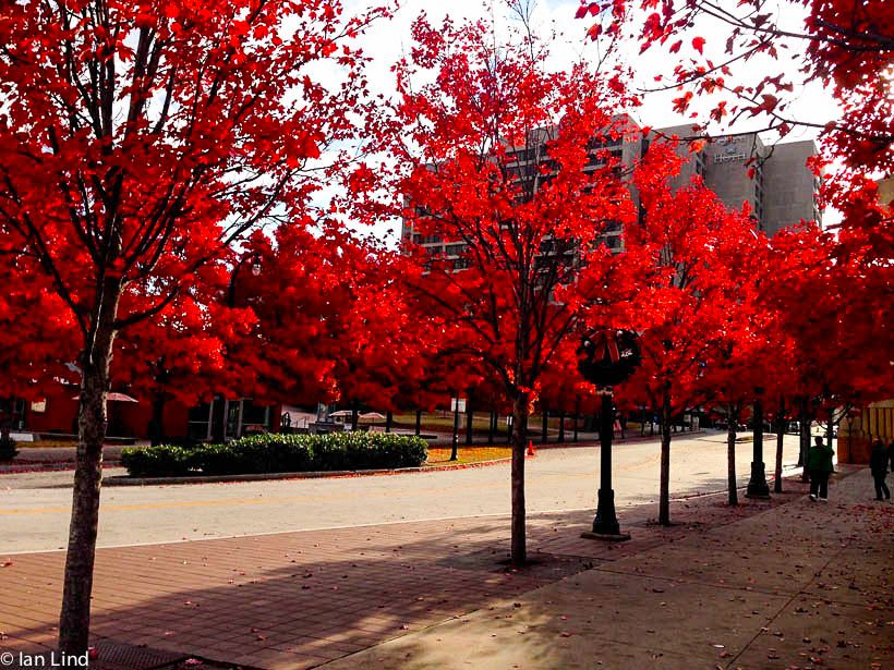 atlanta_leaves2.jpg