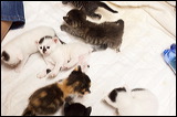 kittens0612-2