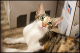 kittens0612-4
