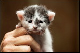 kittens0612-5