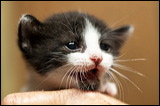 kittens0612-6