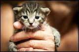 kittens0612-7