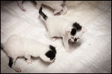 kittens0612-8