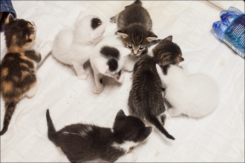 kittens0612-3.jpg