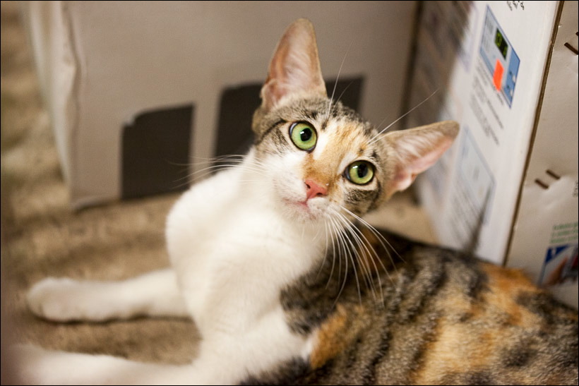 kittens0612-4.jpg