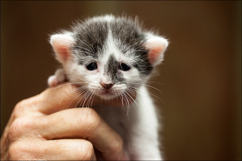 kittens0612-5.jpg