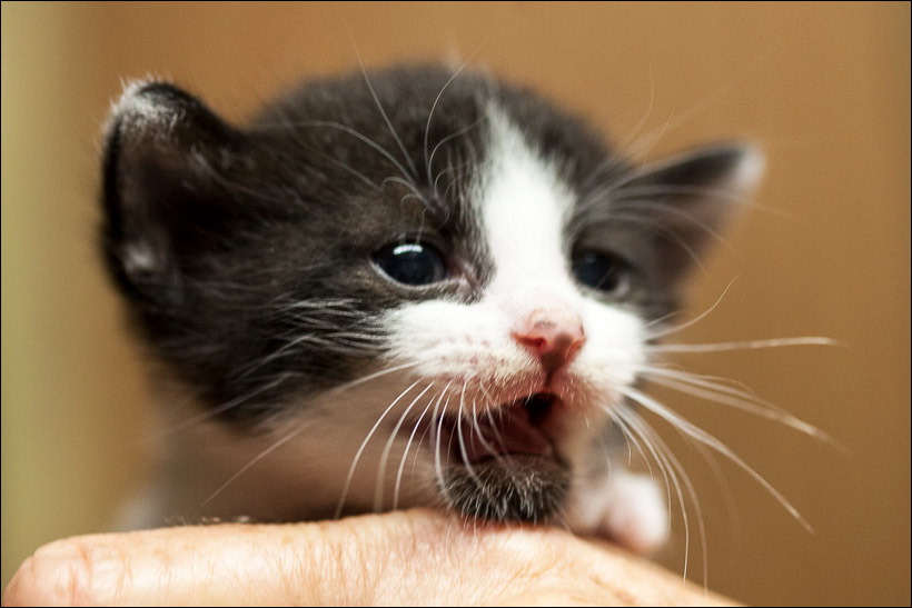 kittens0612-6.jpg