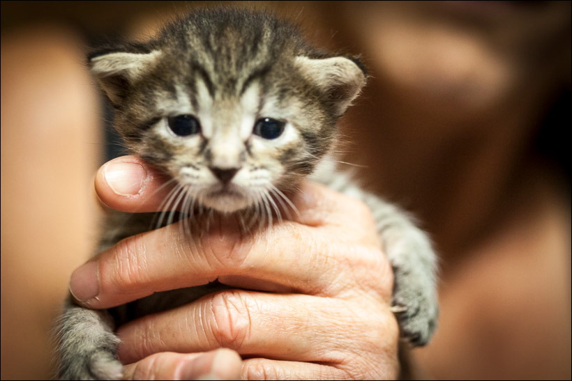 kittens0612-7.jpg