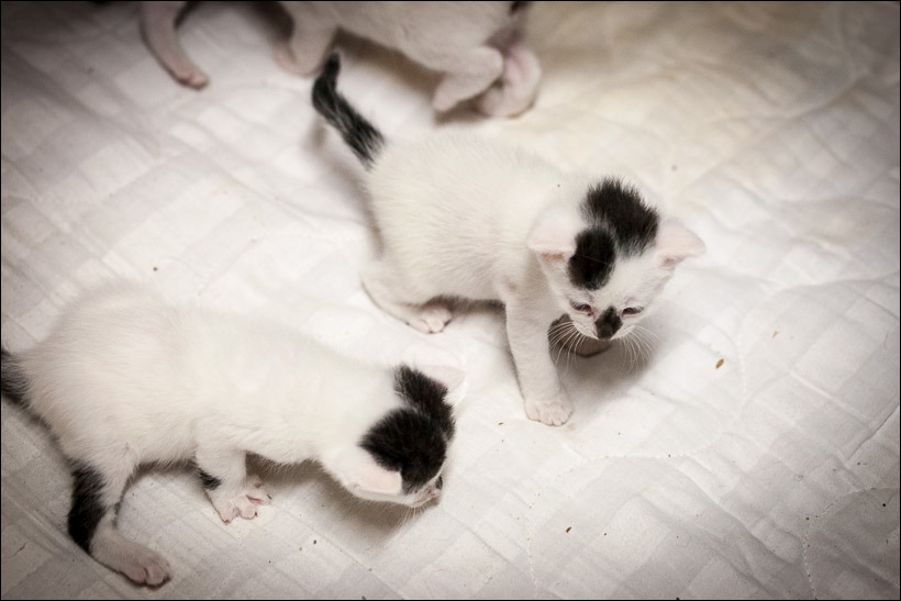 kittens0612-8.jpg