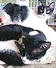 kits