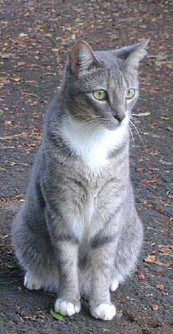 leo