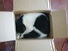 cat__n__box