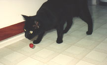 Cherry