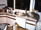 Not quite a feeding frenzy