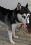 Husky