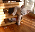 kitten