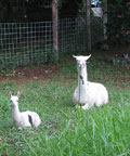 llama
