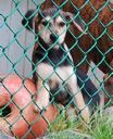 adopt1106