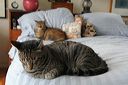 cats1126