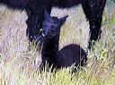newborn