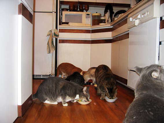 cats1020-2.jpg