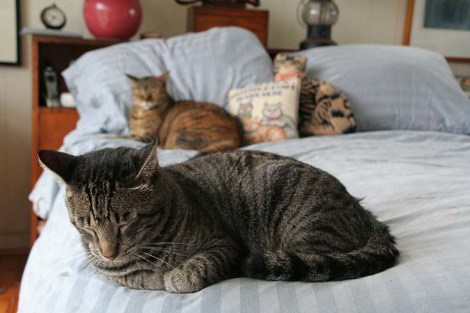 cats1126.jpg