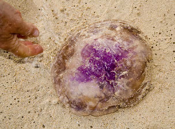 jellyfish.jpg