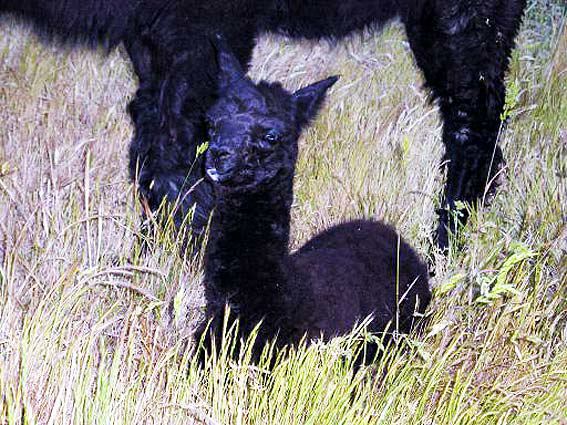 newborn.jpg