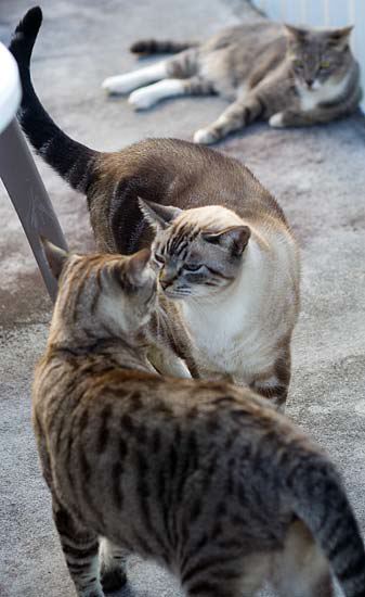 threesome.jpg