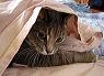 sheets