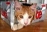 toby