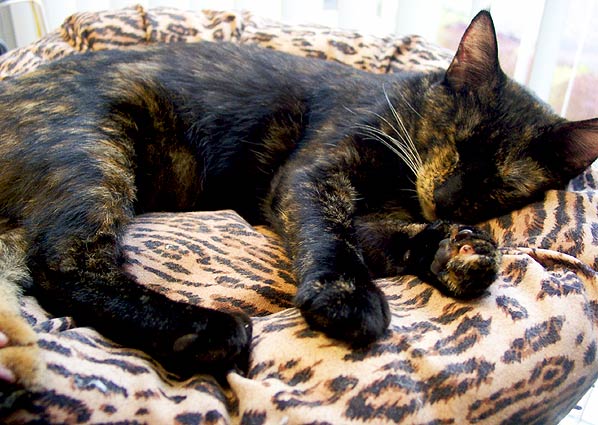 missie