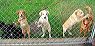 pups2