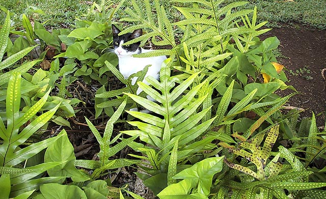 ferns